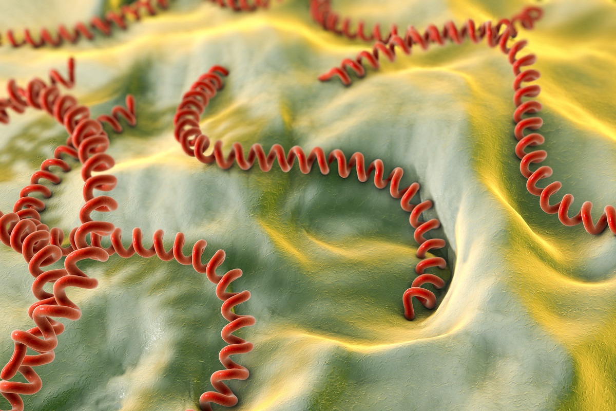 Znázornenie baktérie Leptospira. Zdroj foto: Getty Images